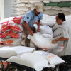 Xuất khẩu gạo đi Mỹ cần giám định kỹ dư lượng thuốc bảo vệ thực vật